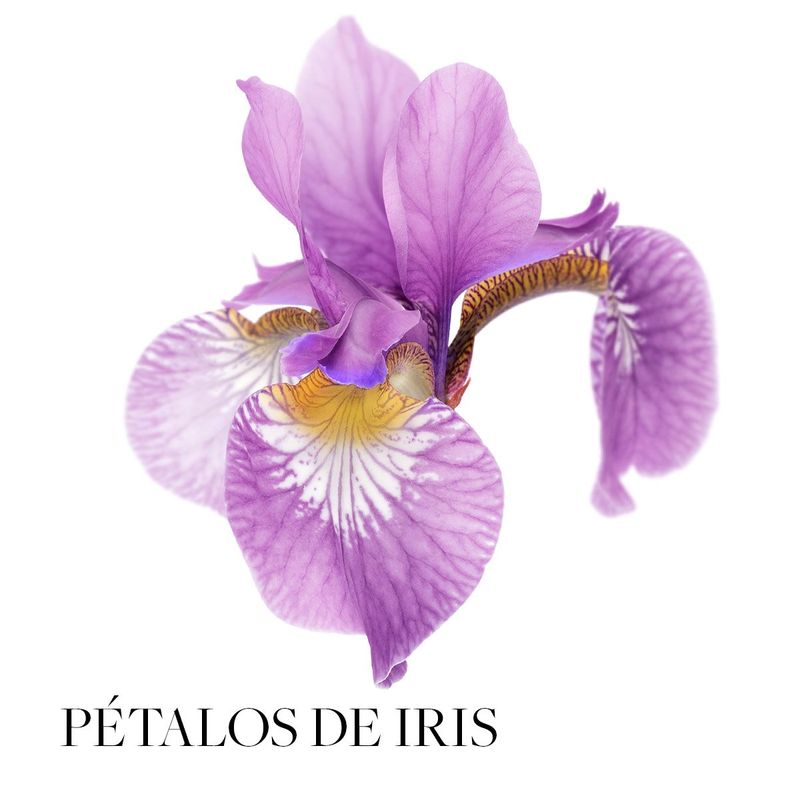 Chic-Perfume-de-Mujer-Larga-Duracion-50-ml